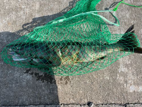 アキアジの釣果