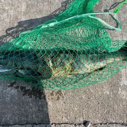アキアジ