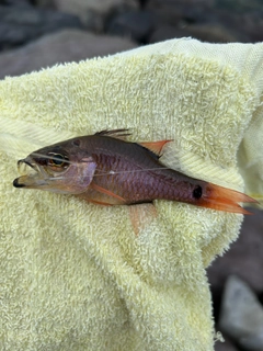 ネンブツダイの釣果