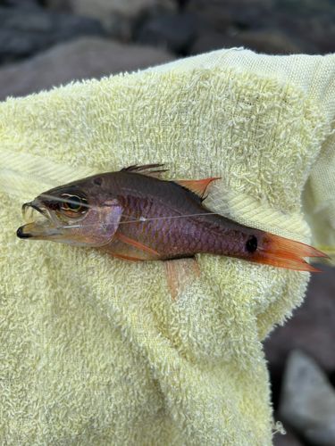 ネンブツダイの釣果