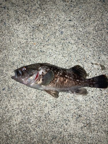 クロソイの釣果