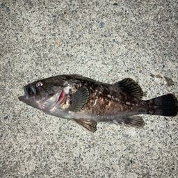 クロソイ