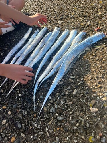 タチウオの釣果