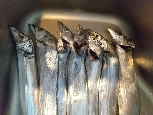 タチウオの釣果