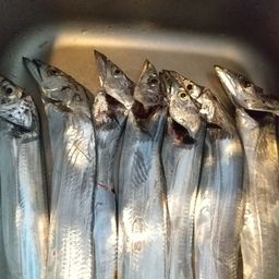 タチウオ
