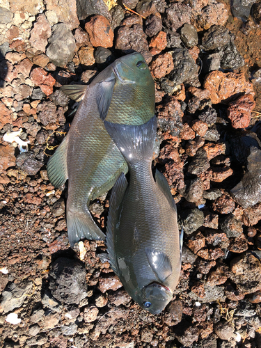 メジナの釣果