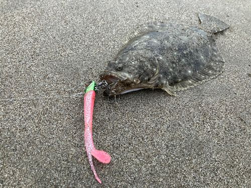 ヒラメの釣果
