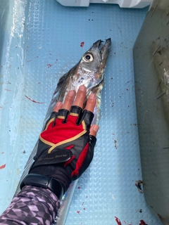 タチウオの釣果