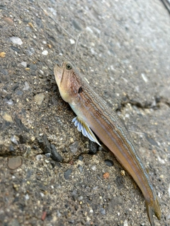 オキエソの釣果