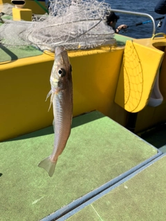 シロギスの釣果