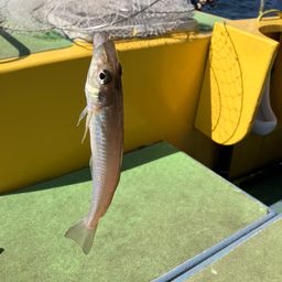 シロギス
