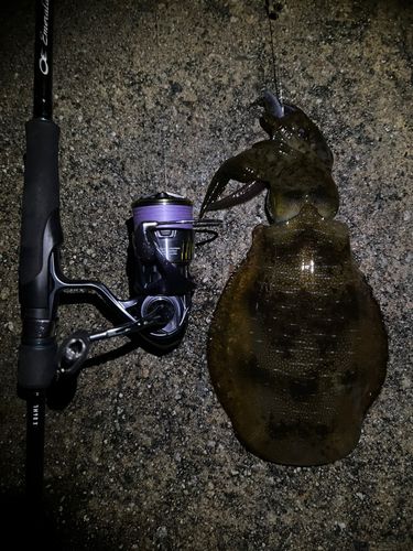 魚津漁港