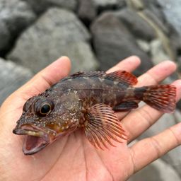 カサゴ