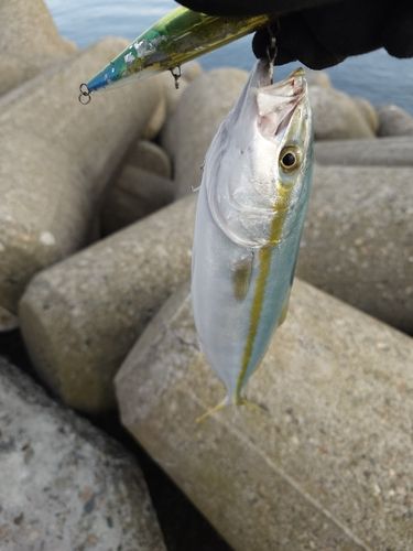 コゾクラの釣果