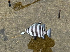 イシダイの釣果