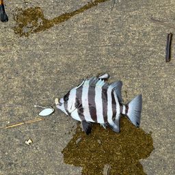 イシダイ