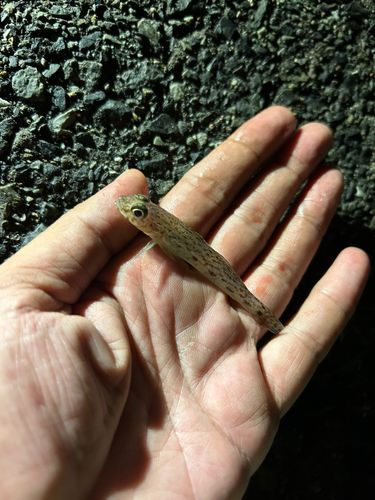 サビハゼの釣果