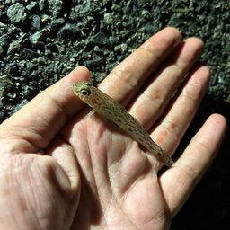 サビハゼ