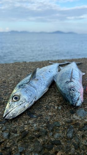 サゴシの釣果