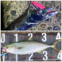 イナダの釣果