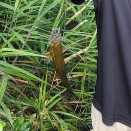 スモールマウスバス