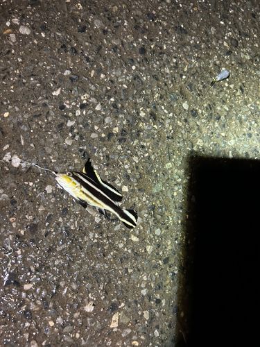 コロダイの釣果
