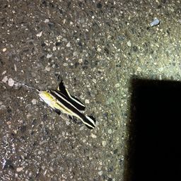 コロダイ