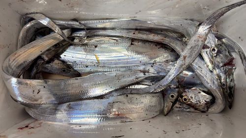 タチウオの釣果