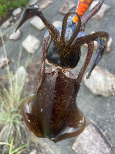 アオリイカの釣果