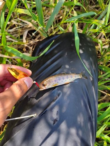 ヤマメの釣果