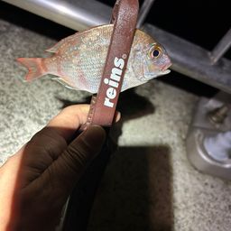 マダイ