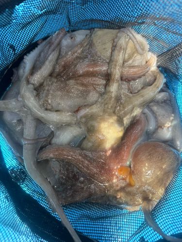 マダコの釣果