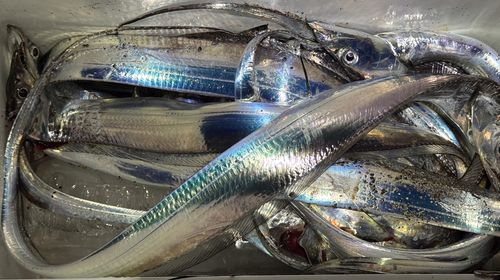 タチウオの釣果