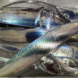 タチウオ