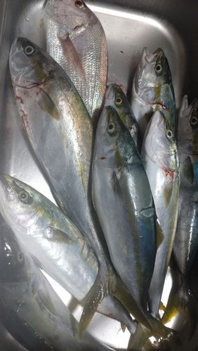 ヒラマサの釣果