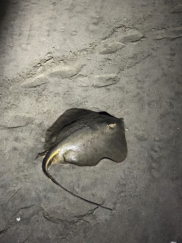 アカエイの釣果