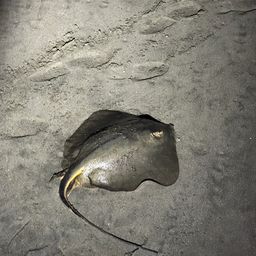 アカエイ