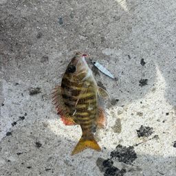 キツネフエフキ