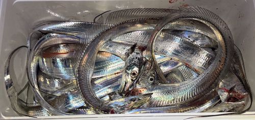 タチウオの釣果