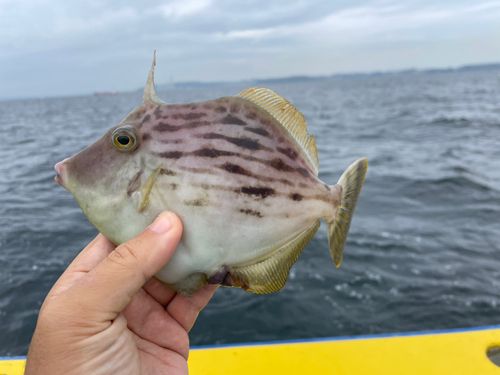 カワハギの釣果