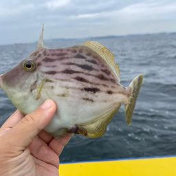 カワハギ