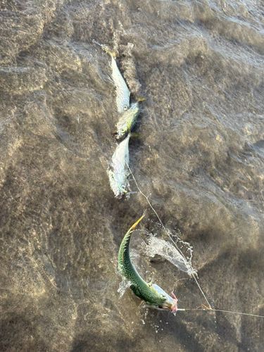 サバの釣果