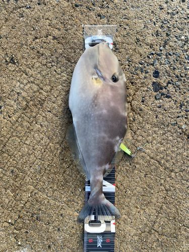 ウスバハギの釣果