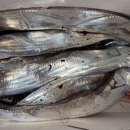 タチウオ