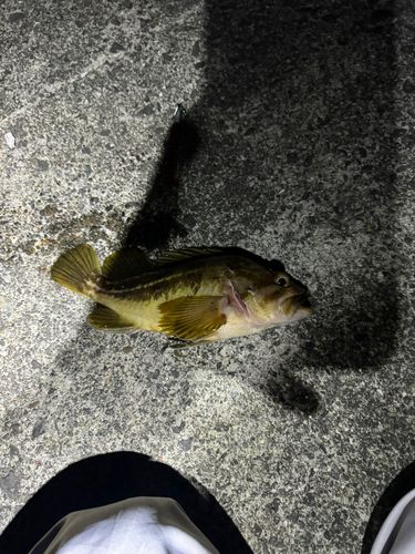 シマゾイの釣果