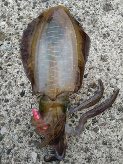 アオリイカの釣果