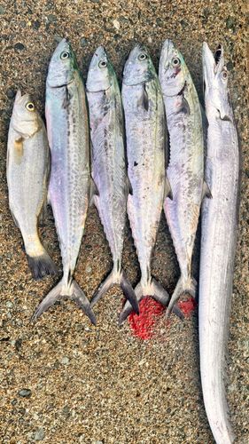 サゴシの釣果