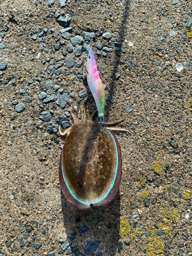 コウイカの釣果