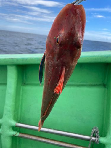ホウボウの釣果