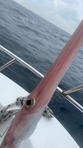アカヤガラの釣果